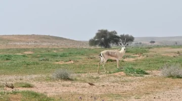 محمية الإمام تركي الملكية.. إنجاز تاريخي للسعودية بدخولها قائمة اليونسكو للمحيط الحيوي